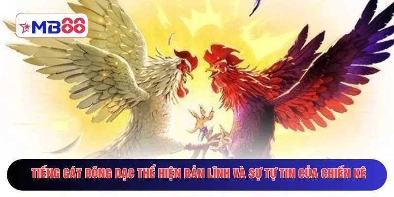 Tiếng gáy dõng dạc thể hiện bản lĩnh và sự tự tin của chiến kê
